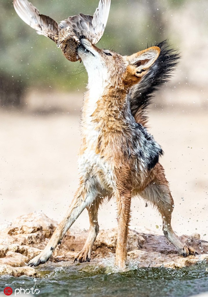 毫无戒心南非饿豺捕鸟大作战成功捕捉猎物