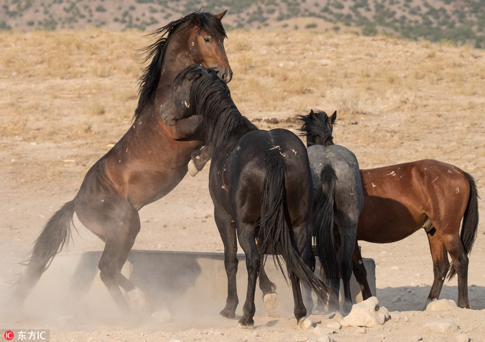 美国野马变身摇滚主唱 似引吭高歌表情陶醉_高清图集_新浪网