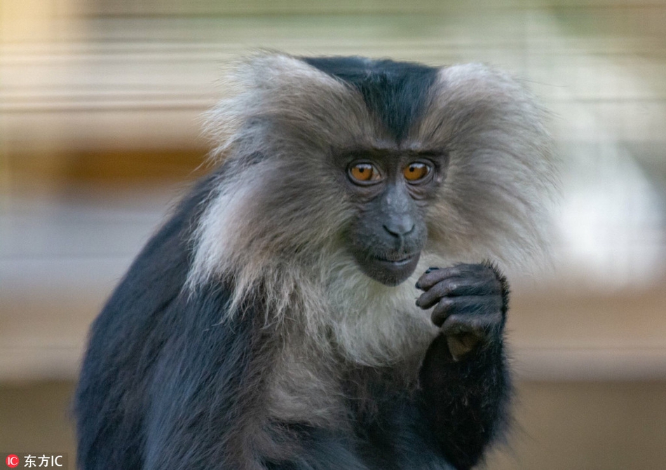 英国狮尾猴"烟鬼"上线 嘬嘴吸食树枝似抽卷烟_高清图集_新浪网