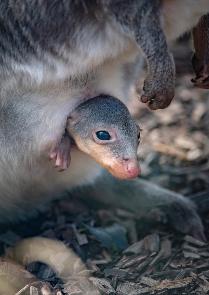 英国动物园首只珍稀沙袋鼠幼崽亮相小家伙躲在育儿袋捉迷藏