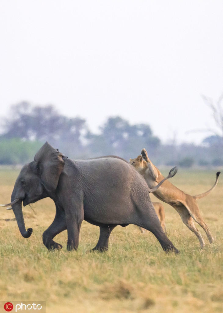 非洲小象遭狮子猎食象群赶到霸气护崽