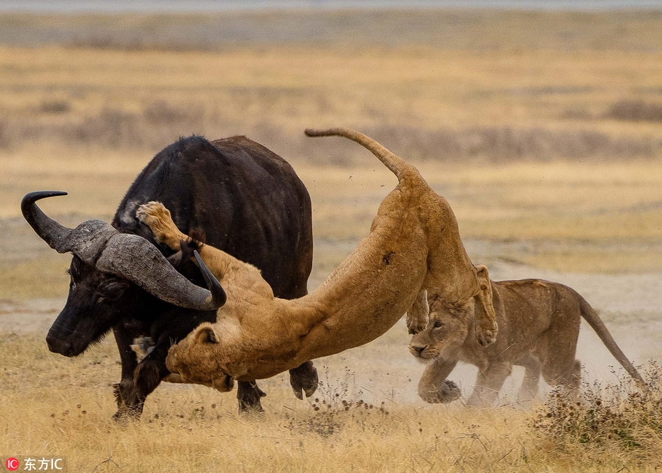 南非母狮教小狮子捕猎水牛疯狂逃命狮口脱险