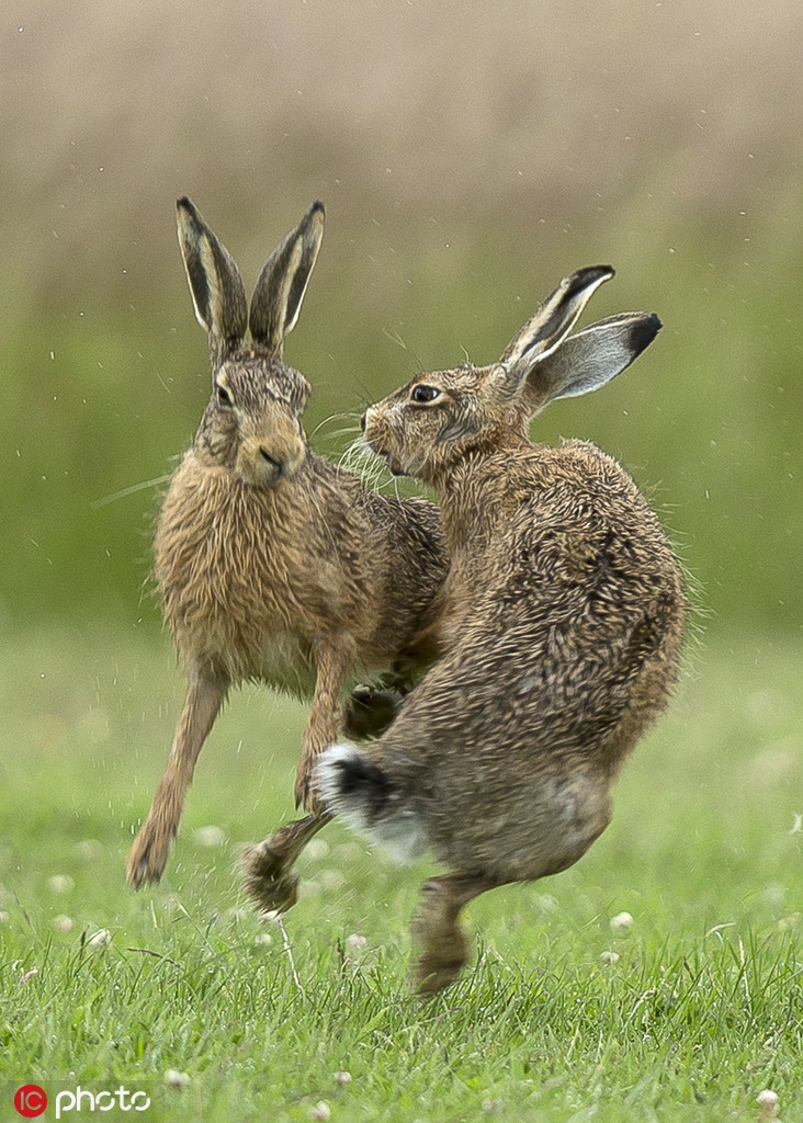 比武招亲?摄影师拍英国野兔交配前先打架