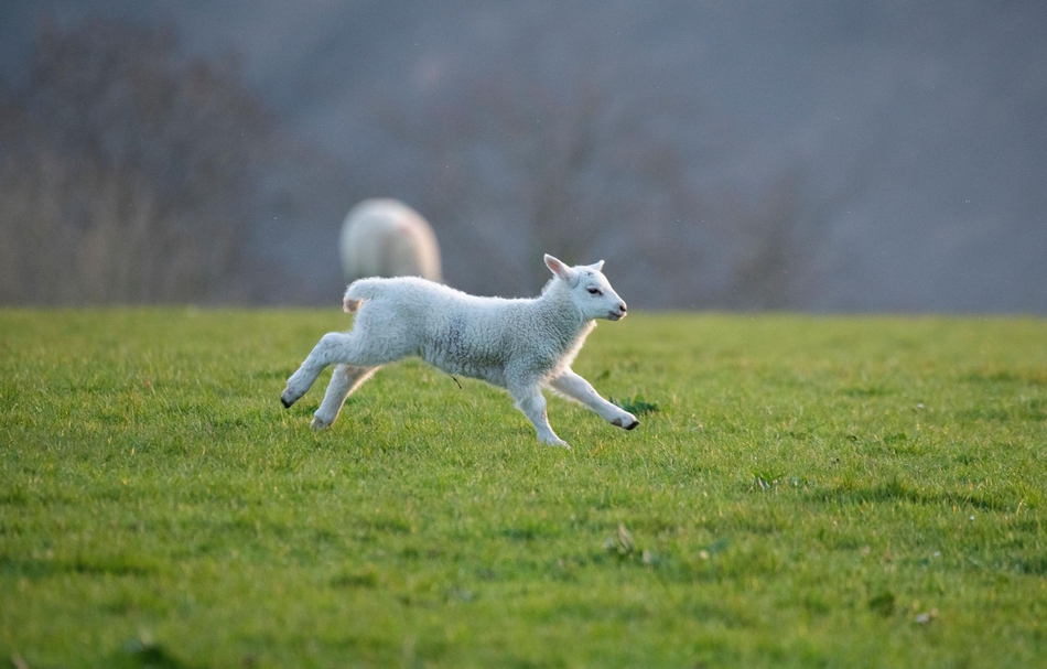 萌化人心!英国新生小羊羔晒太阳嬉戏玩耍