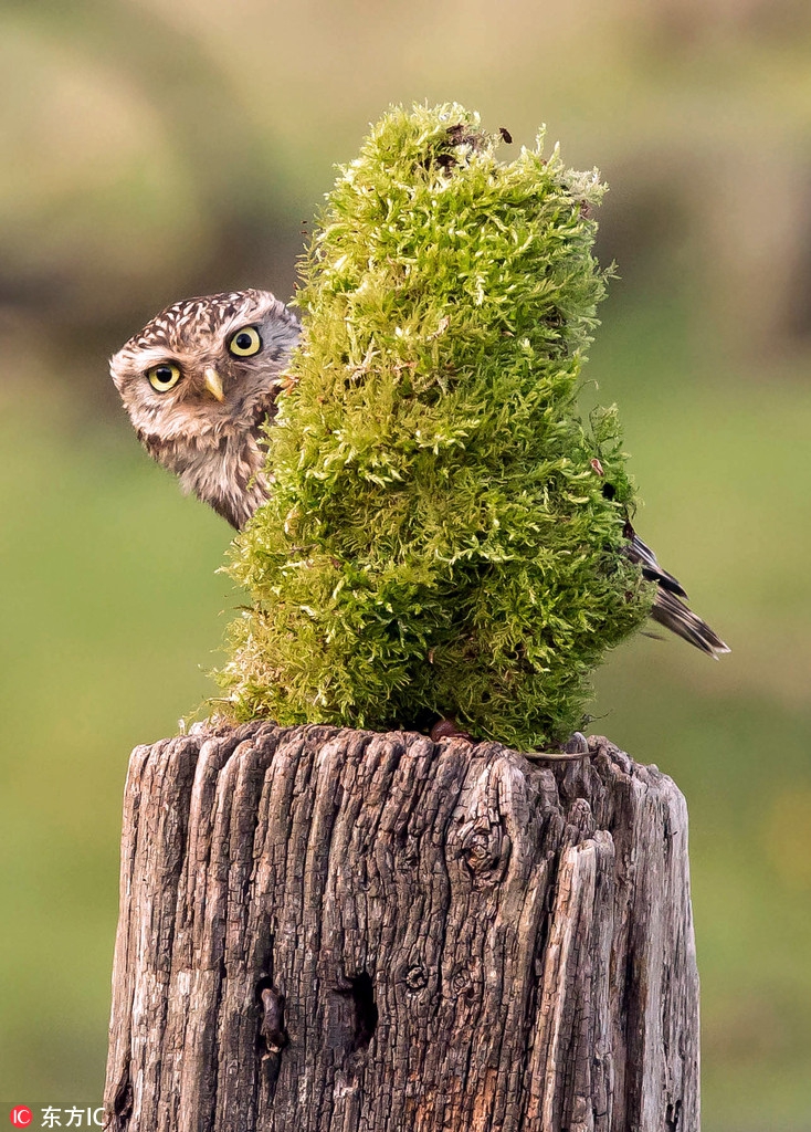 被发现啦!围观动物们花式躲猫猫