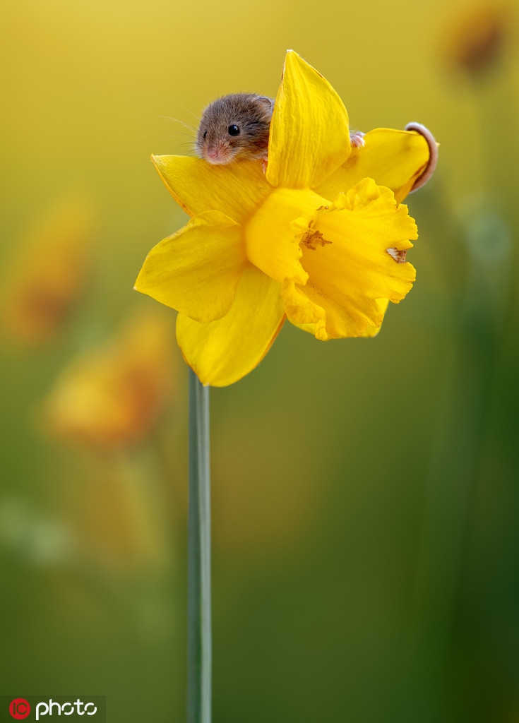 英国摄影师拍小巢鼠采花花萌态百出