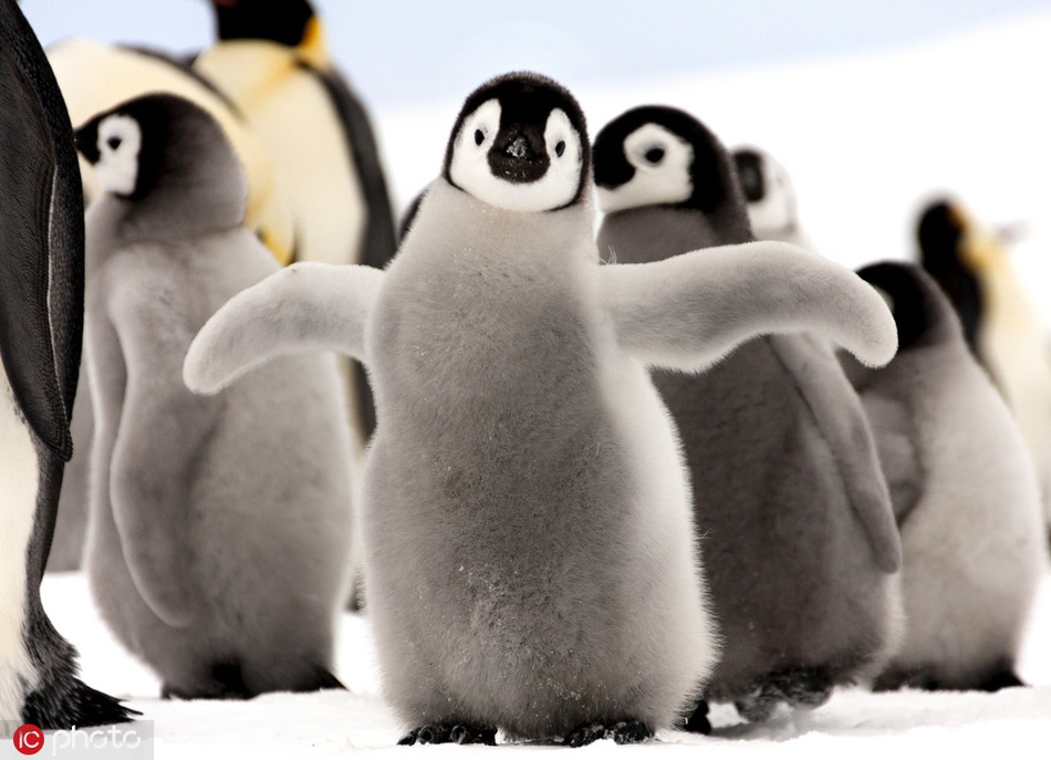 世界企鹅日 一起围观呆头鹅们的搞笑日常!_高清图集_新浪网