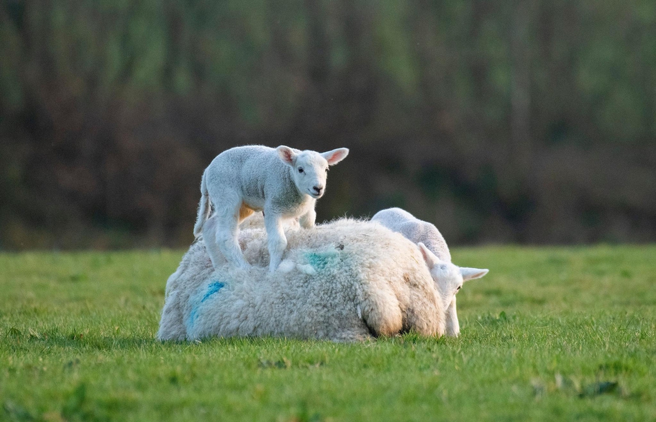 萌化人心!英国新生小羊羔晒太阳嬉戏玩耍