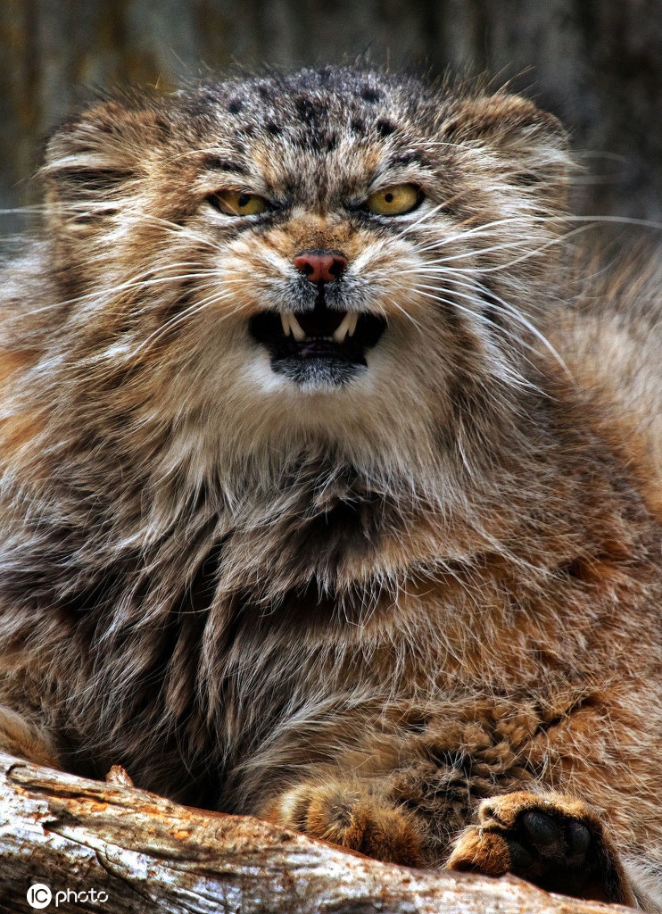 别惹我!盘点动物怒视表情包 生起气来自己都害怕