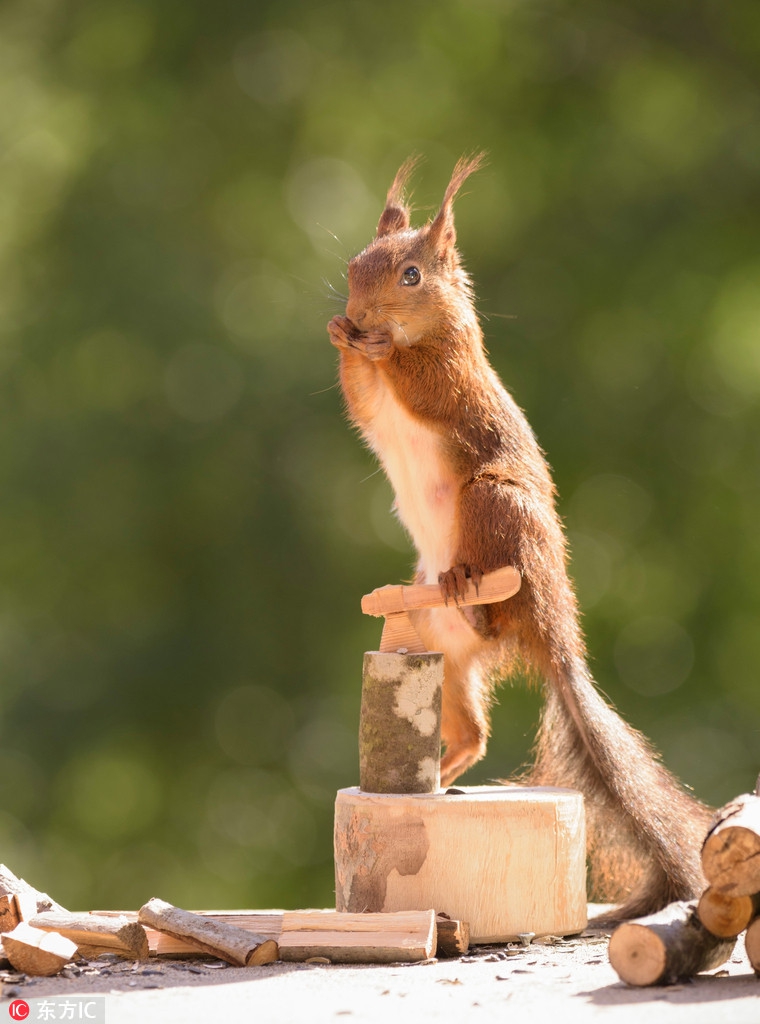 摄影师拍红松鼠砍柴生火 鼠模人样令人捧腹