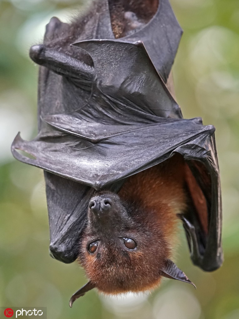 狐蝙动物界的奇葩集呆萌可爱与冷血肃杀于一体