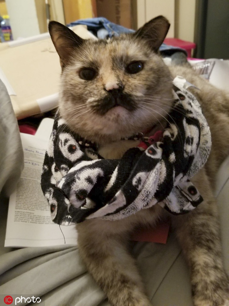 酷似卓别林!英国一猫咪长"黑色小胡子"成网红