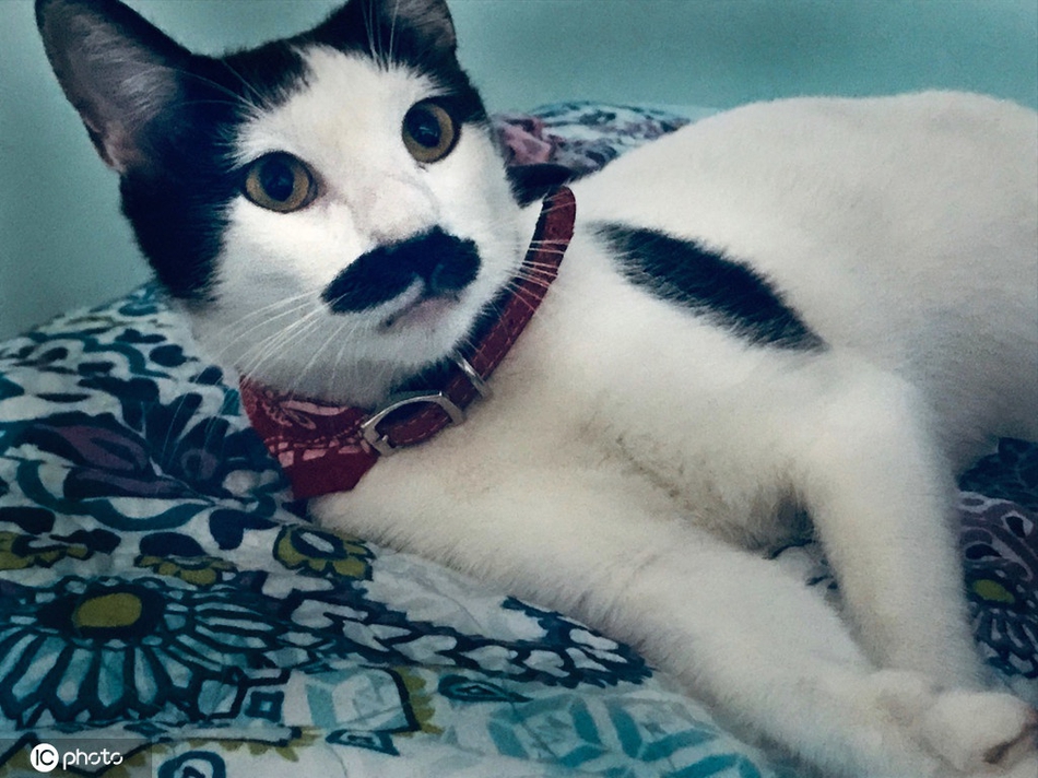 zhao中医 tain苦笑道:您所需要的只是一些强大的人