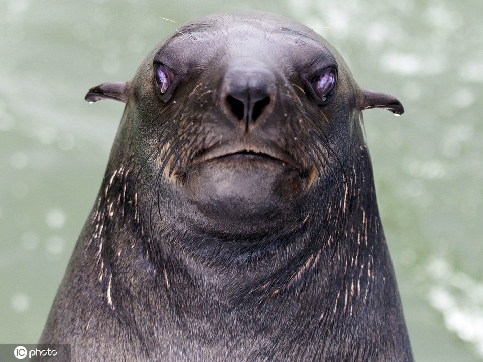 别惹我!盘点动物怒视表情包 生起气来自己都害怕