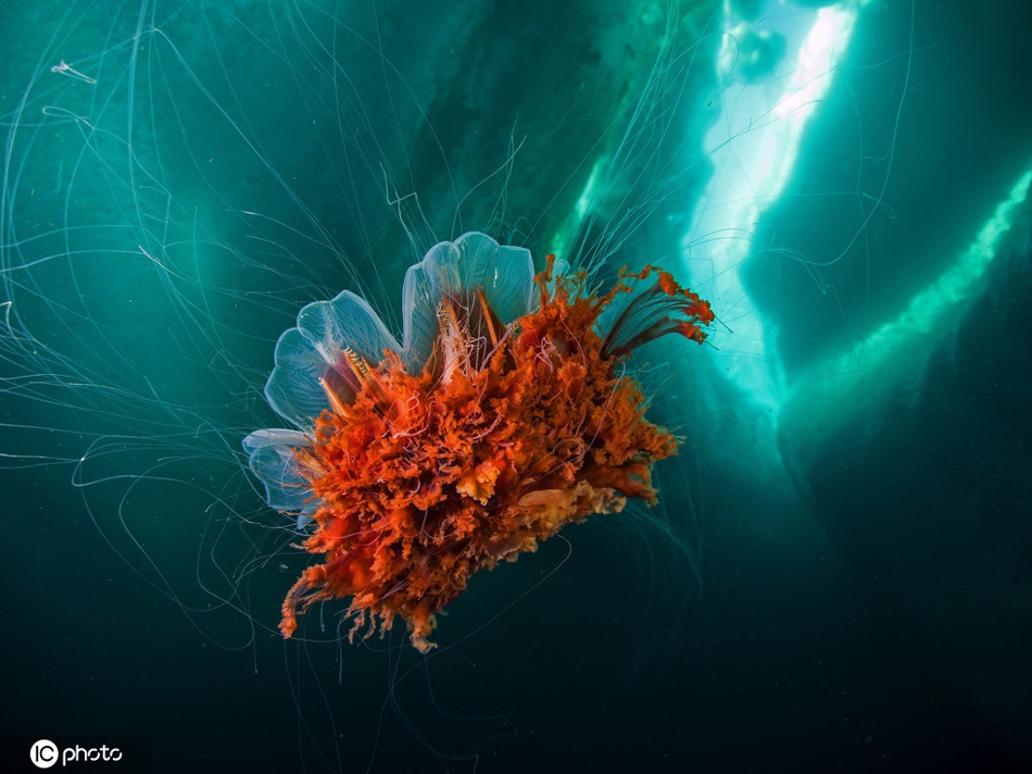深海奇葩生物这些怪鱼形状奇特为什么深海鱼那么怪图片