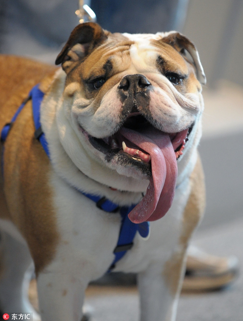 真是太会撩人!晒一波动物吐舌卖萌照可爱炸了