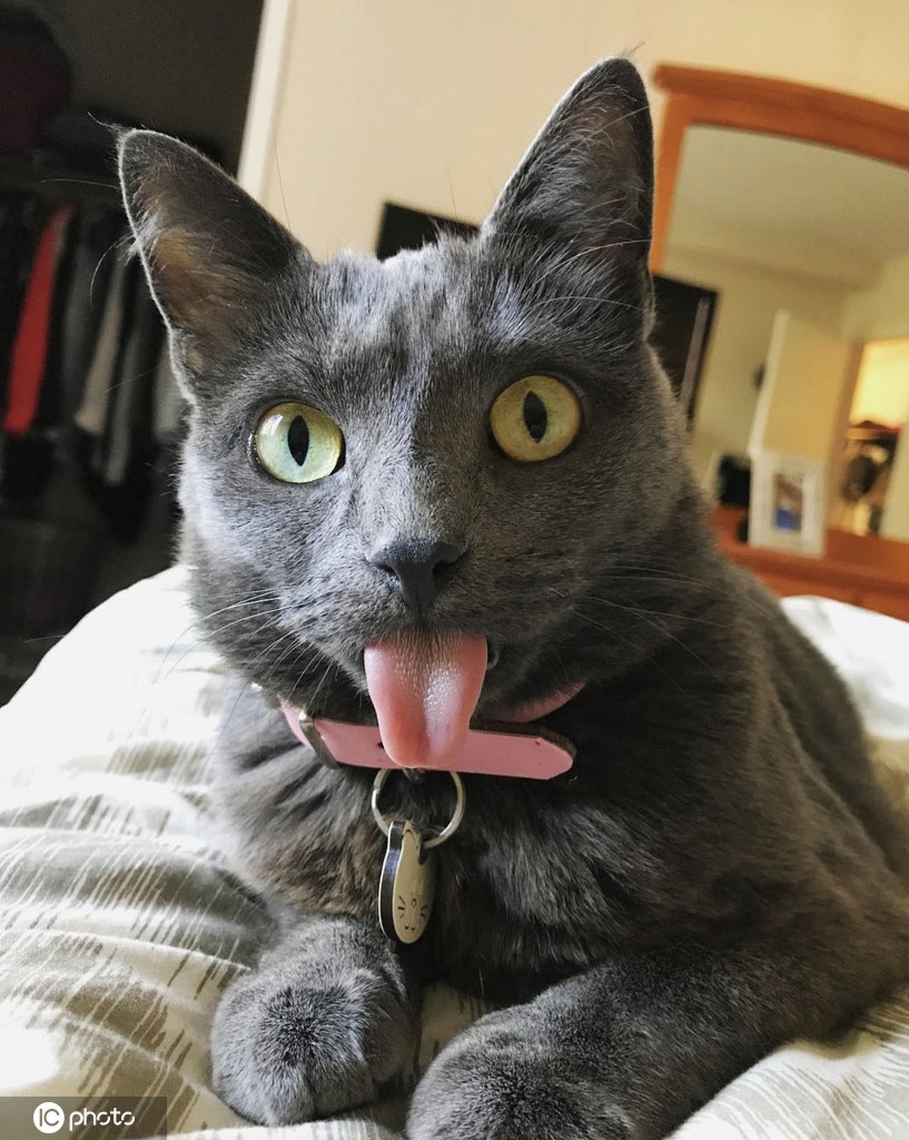 呆萌吐舌猫爆红网络天生下巴畸形