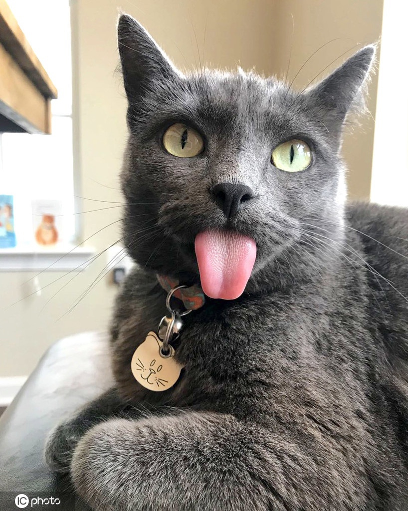 呆萌"吐舌猫"爆红网络 天生下巴畸形