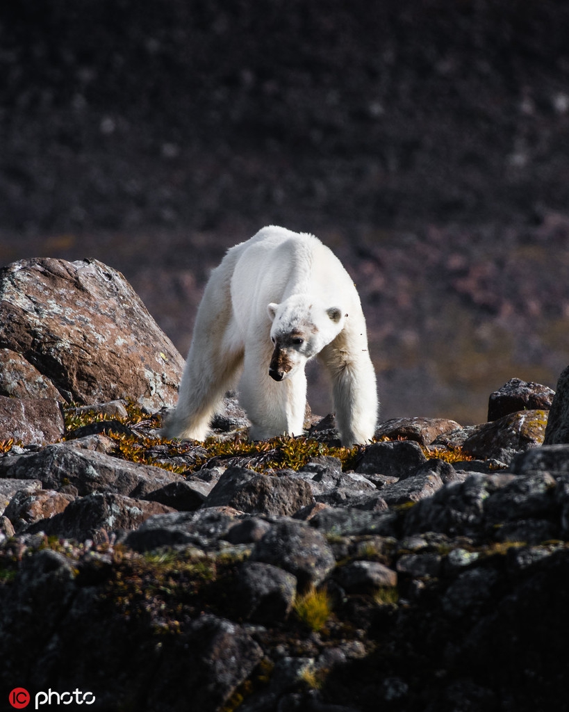 因食物缺乏而变得瘦骨嶙峋的北极熊