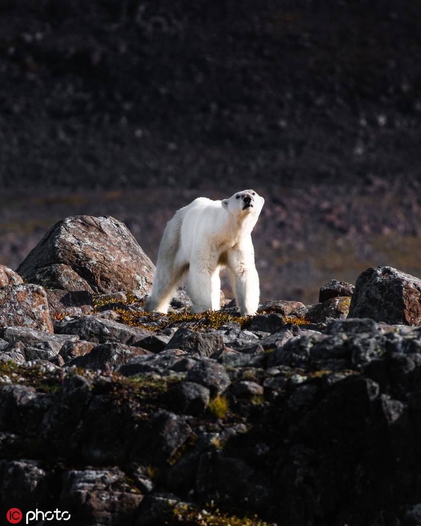 因食物缺乏而瘦骨嶙峋的北极熊