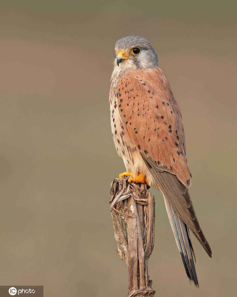摄影师印度野外游览抓拍茶隼捕食老鼠瞬间