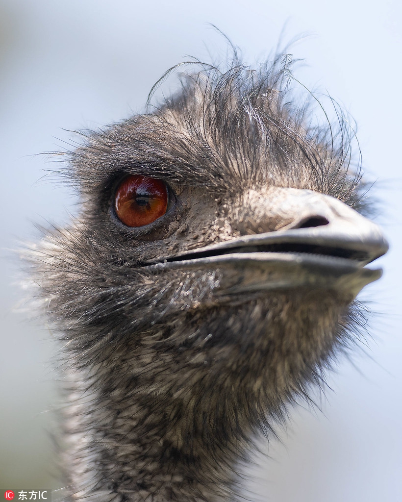 蠢萌鸸鹋上镜超开心 对摄影师咧嘴傻笑模样逗死人