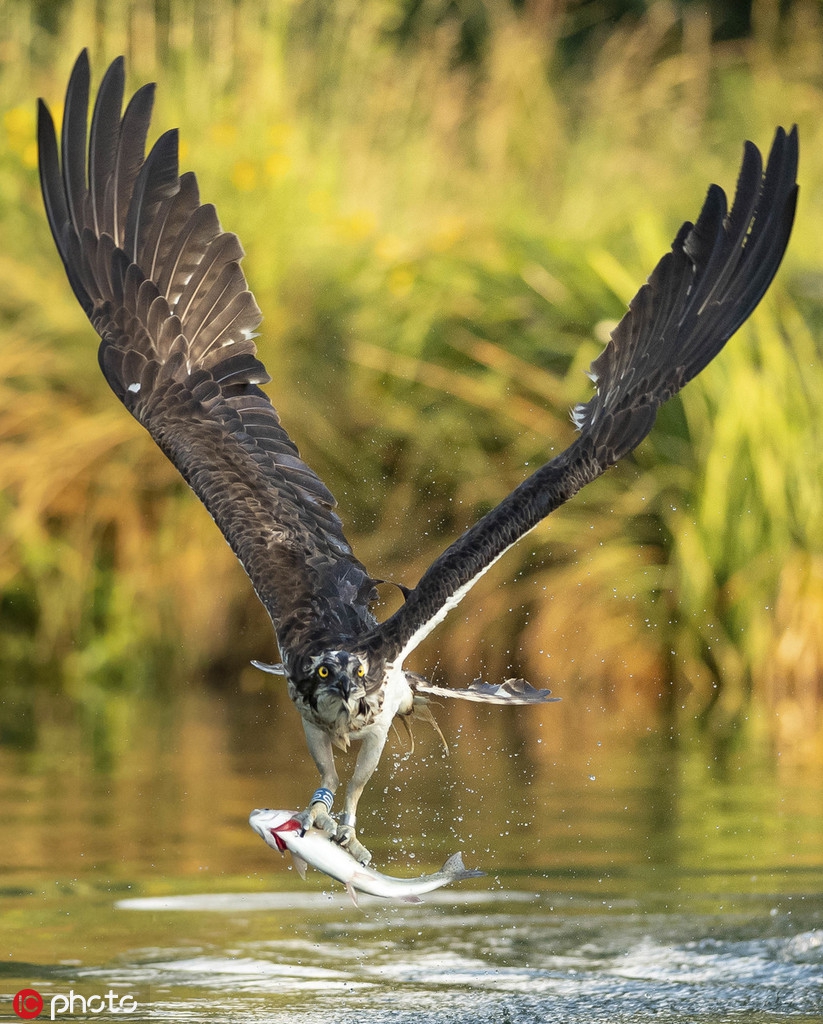 英国养鱼户为保护鹰类 开放鱼塘供鱼鹰捕食