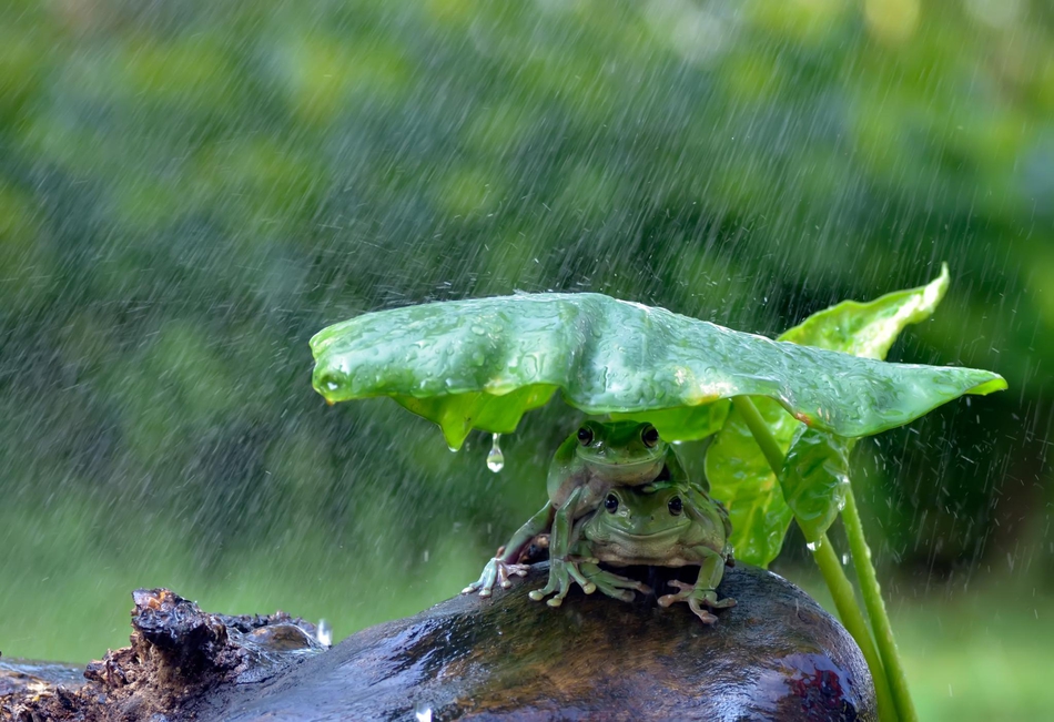 清明时节雨纷纷 盘点小动物躲雨妙招