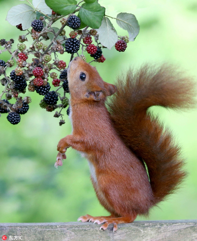 英国红松鼠采黑莓 吃货模样可爱极了