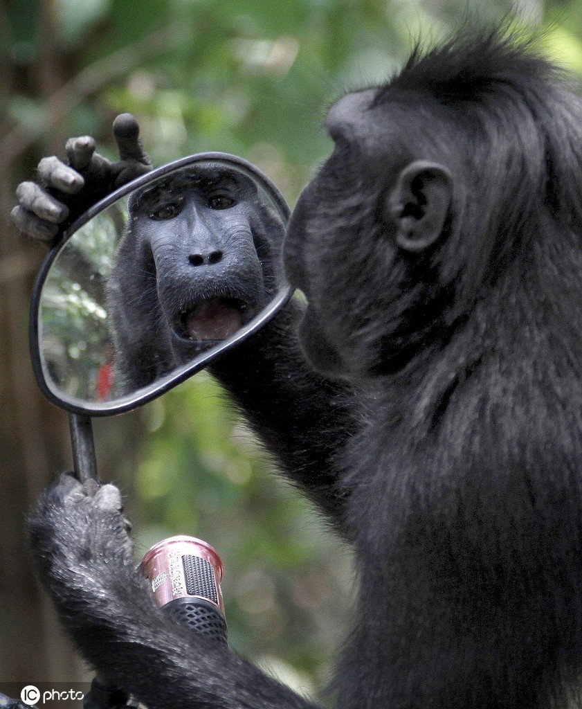 沉浸盛世美颜无法自拔晒晒小动物照镜子爆笑瞬间