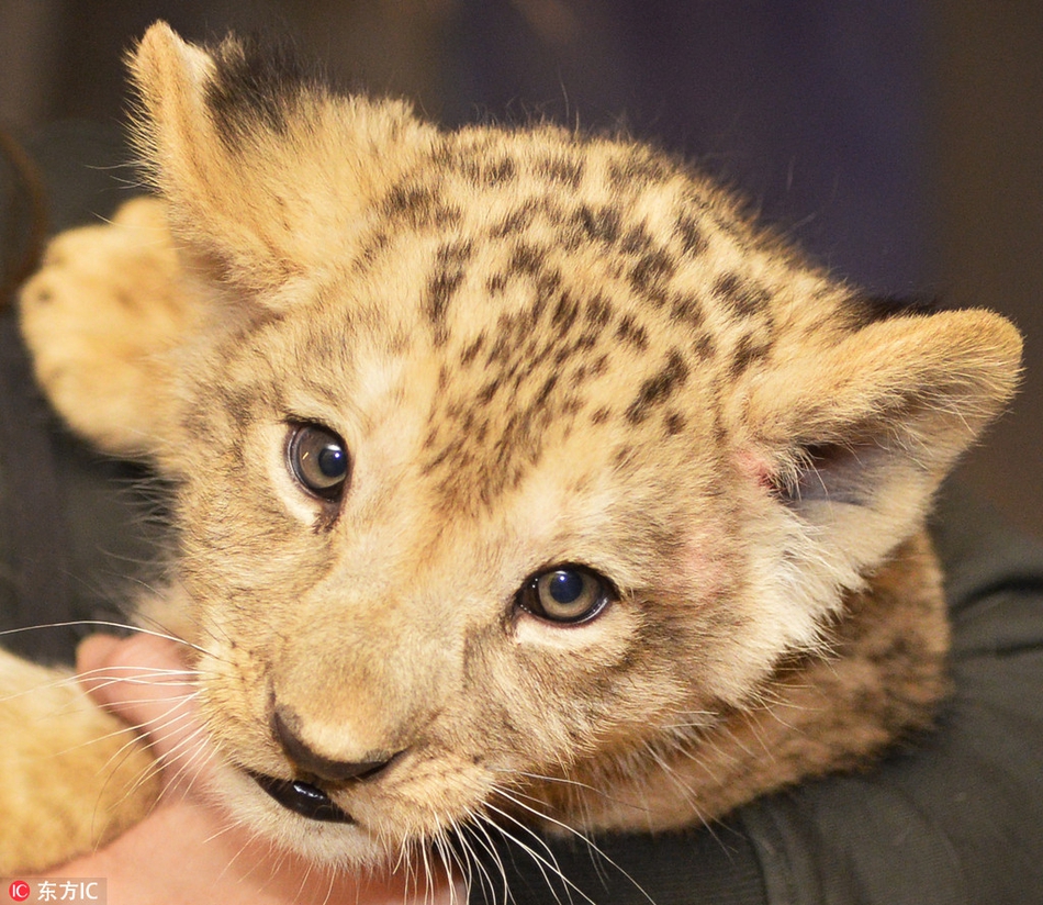 世界狮子日 草原之王也有呆萌一面