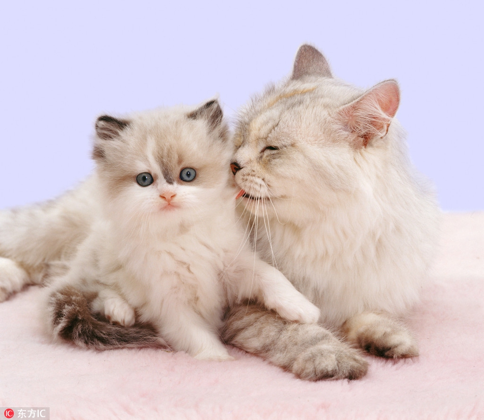 国际年度最佳:暖萌动物亲子照 花式互坑相爱相杀