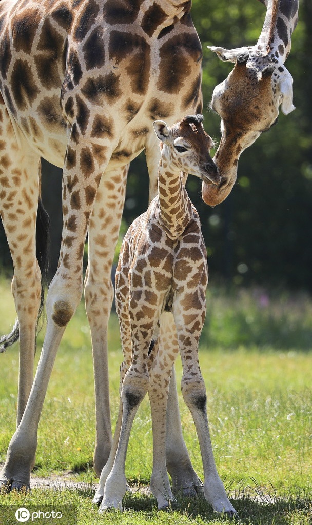 柏林动物园诞生濒危罗氏小长颈鹿嬉戏玩耍好奇探索世界