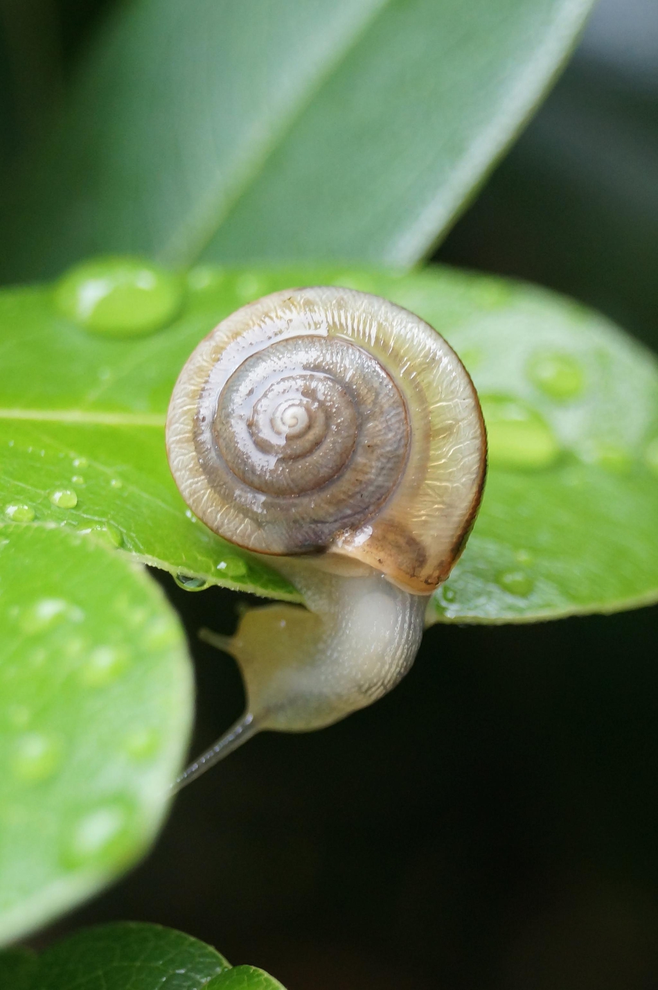 清明时节雨纷纷 盘点小动物躲雨妙招