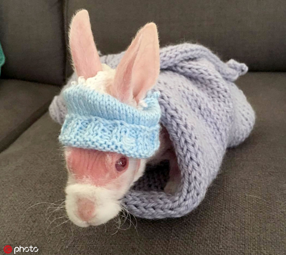 粉红萌兔因罕见病症天生无毛被救后成小网红人气爆棚