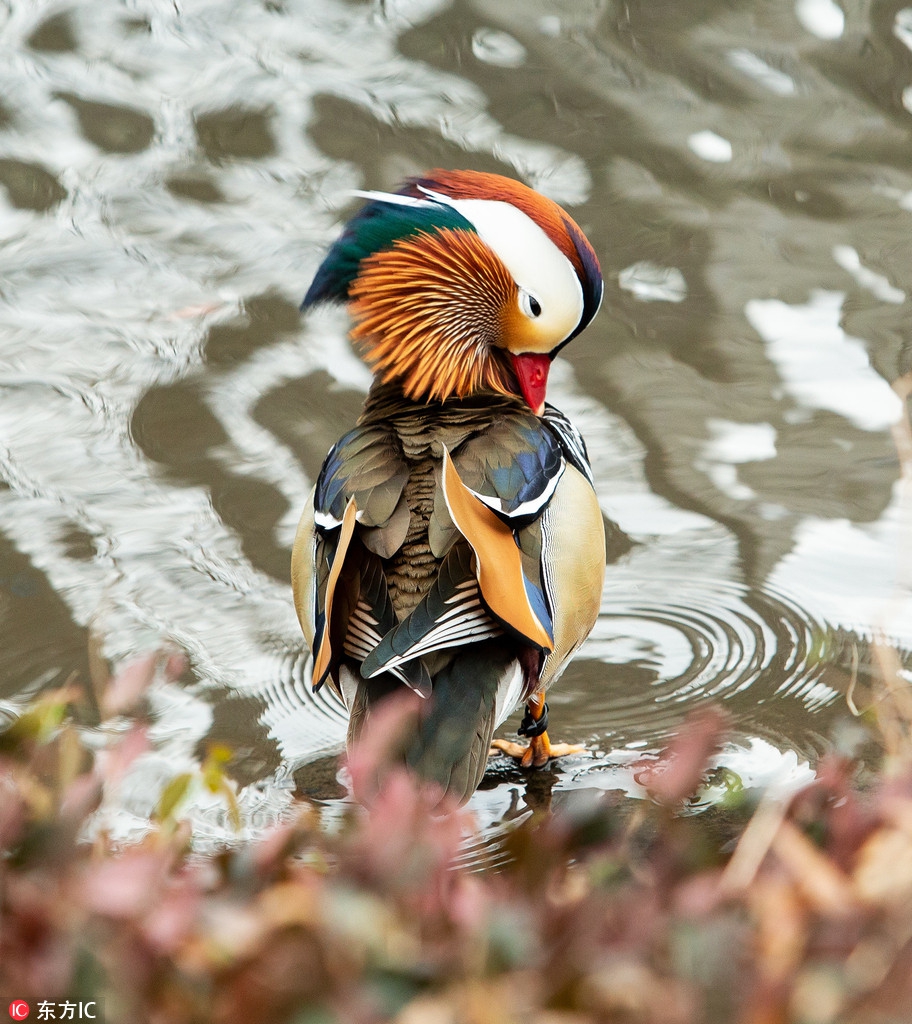摄影师拍纽约中央公园五彩鸳鸯钻石王老五镜头感十足