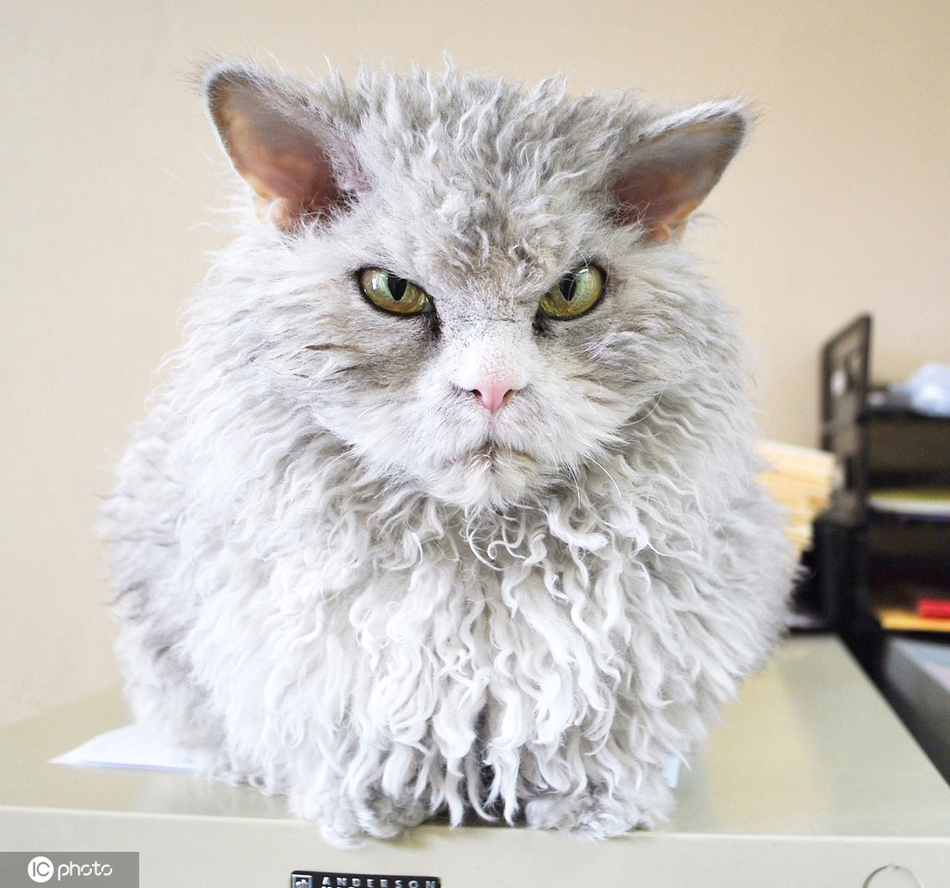 别惹我盘点动物怒视表情包生起气来自己都害怕