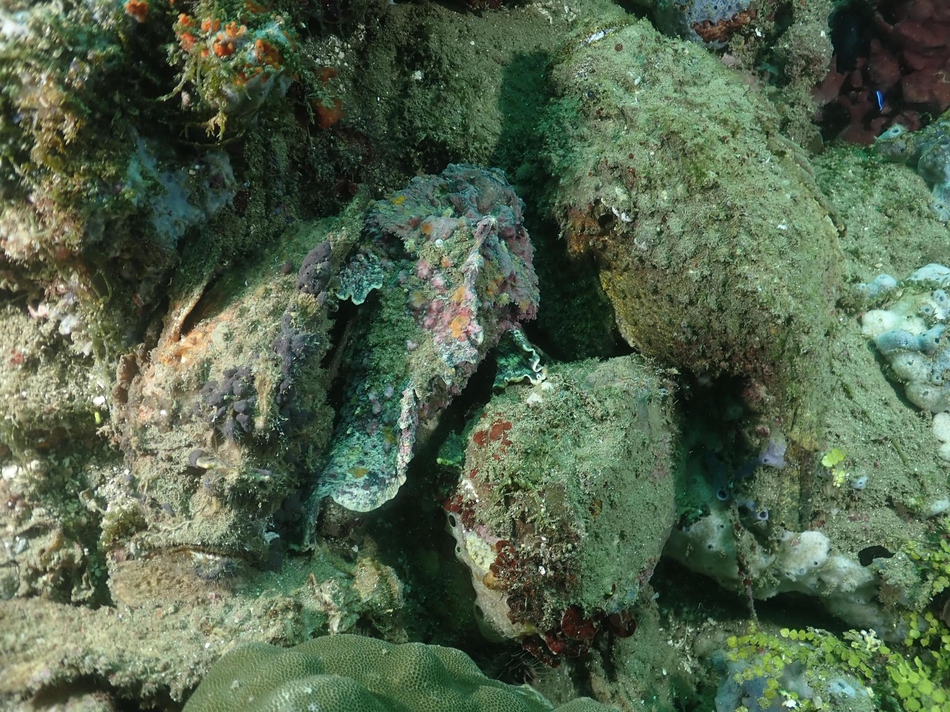 瑟瑟发抖!潜水者偶遇世界最毒鱼"玫瑰毒鲉"