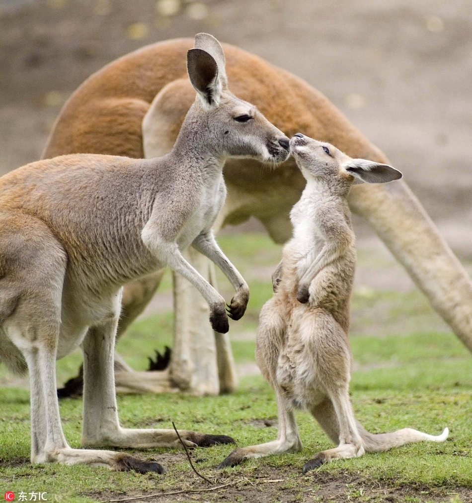 盘点动物小宝宝献吻妈妈的温情一刻 心都暖化了