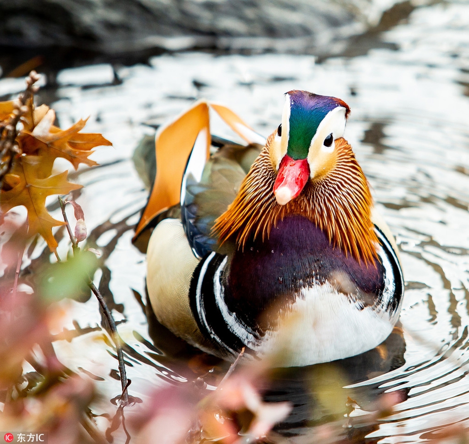 摄影师拍纽约中央公园五彩鸳鸯钻石王老五镜头感十足
