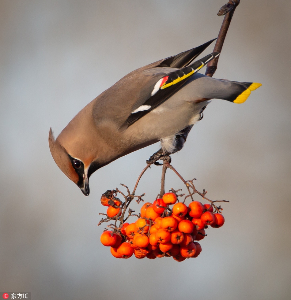 罕见蜡翼鸟现身英国 啄食花楸果画面精美