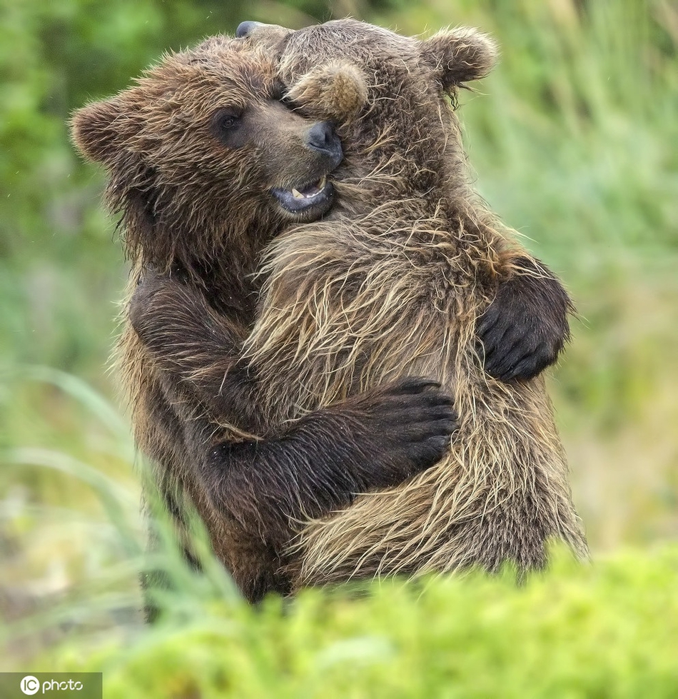 动物情侣拥抱秀恩爱图片动物恩爱图片唯美照片