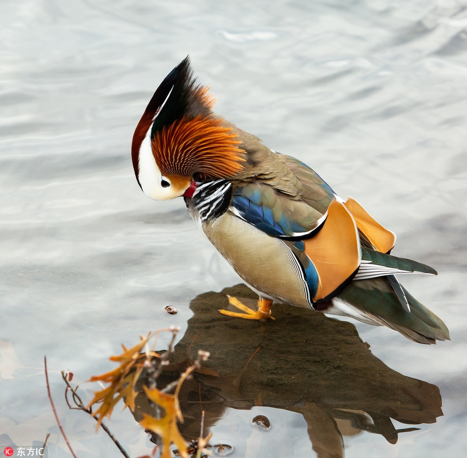 摄影师拍纽约中央公园五彩鸳鸯 "钻石王老五"镜头感十足_高清图集