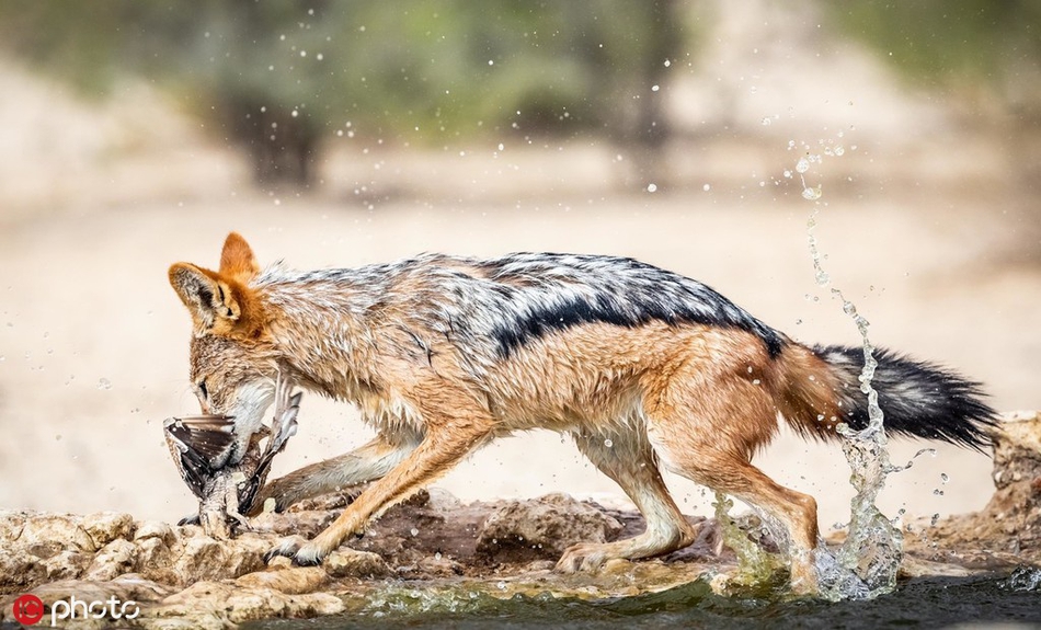 毫无戒心?南非饿豺捕鸟大作战成功捕捉猎物