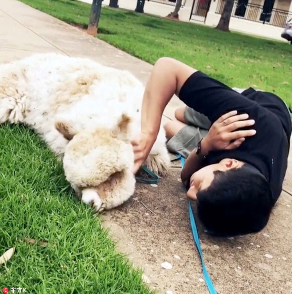 无辜小羊驼因杂毛被送进屠宰场 获暖心救助逆袭ins网红萌爆了