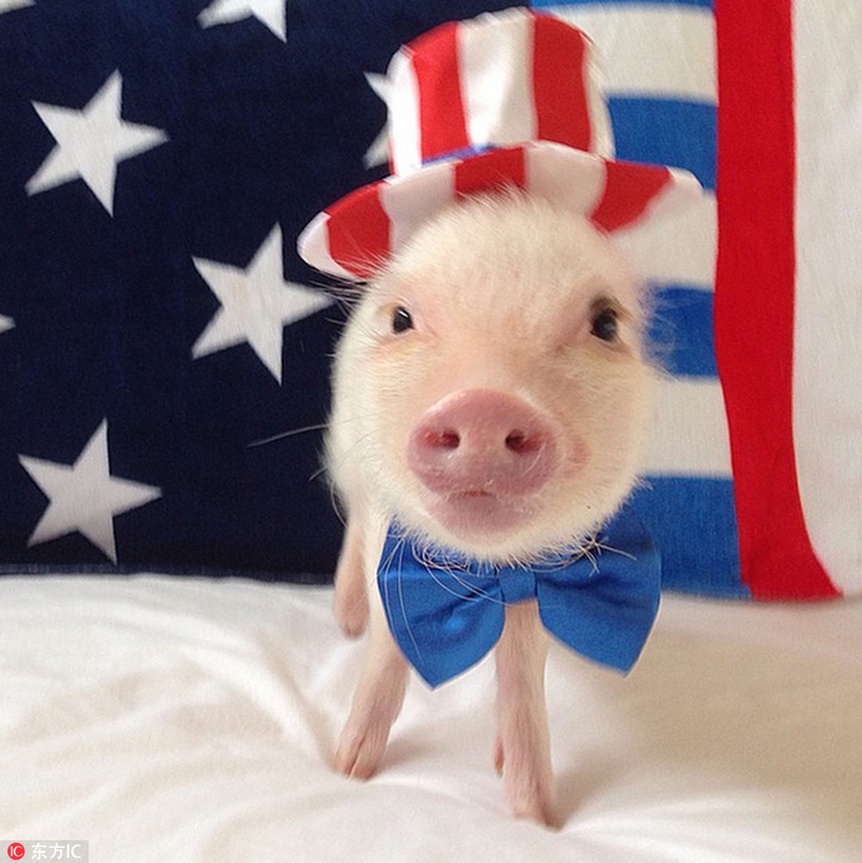 猪年将至晒晒二师兄的时尚美照学做一只精致的猪猪