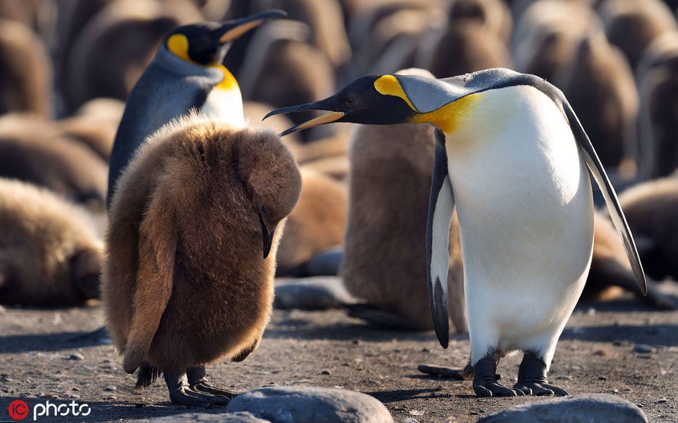 世界企鹅日 一起围观呆头鹅们的搞笑日常!