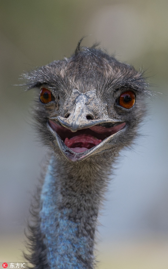 蠢萌鸸鹋上镜超开心 对摄影师咧嘴傻笑模样逗死人_高清图集_新浪网