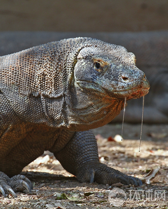 猜你喜欢 3 / 8 科莫多巨蜥是地球上现存体型最大的蜥蜴,野外仅存3000