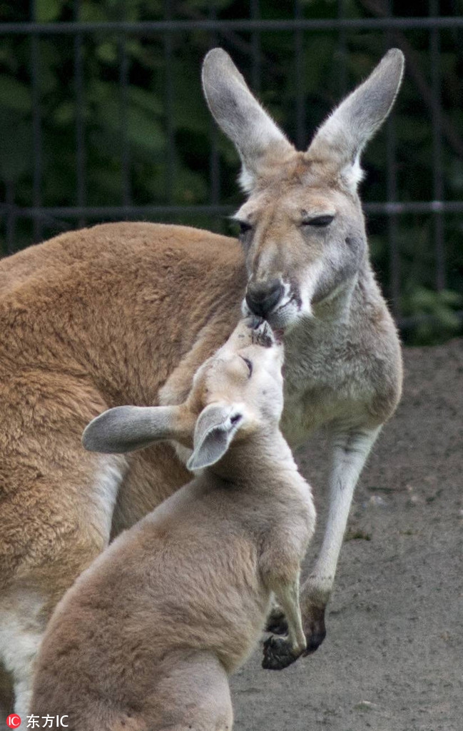 盘点动物小宝宝献吻妈妈的温情一刻 心都暖化了
